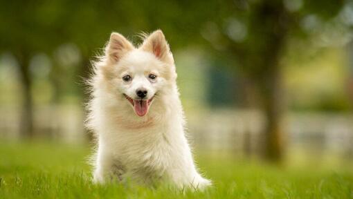 German Spitz Klein Dog Breed Information Purina